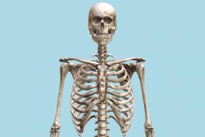 Human Skeleton Human Skeleton-2